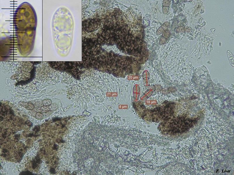 macrostoma