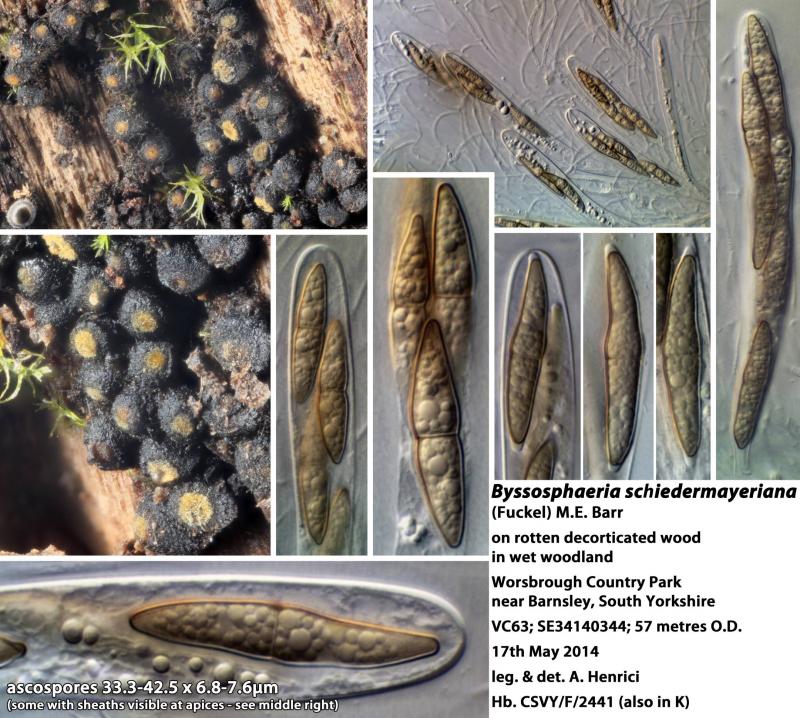 macrostoma