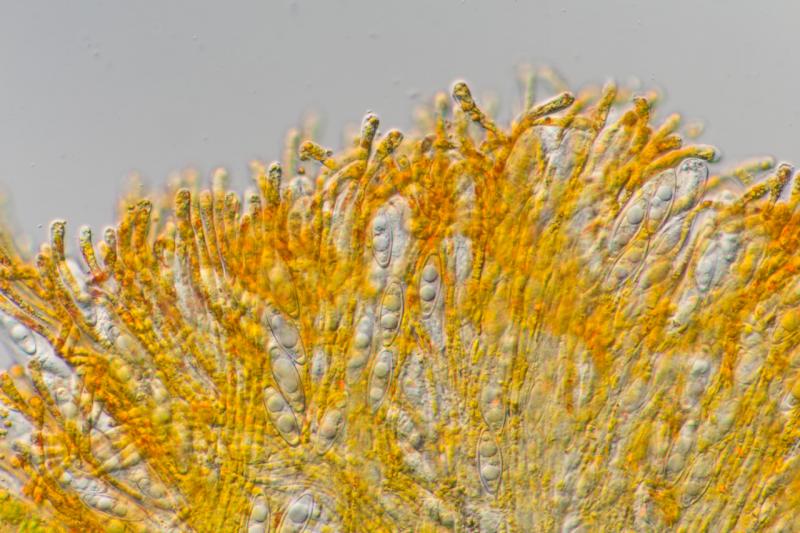 macrostoma
