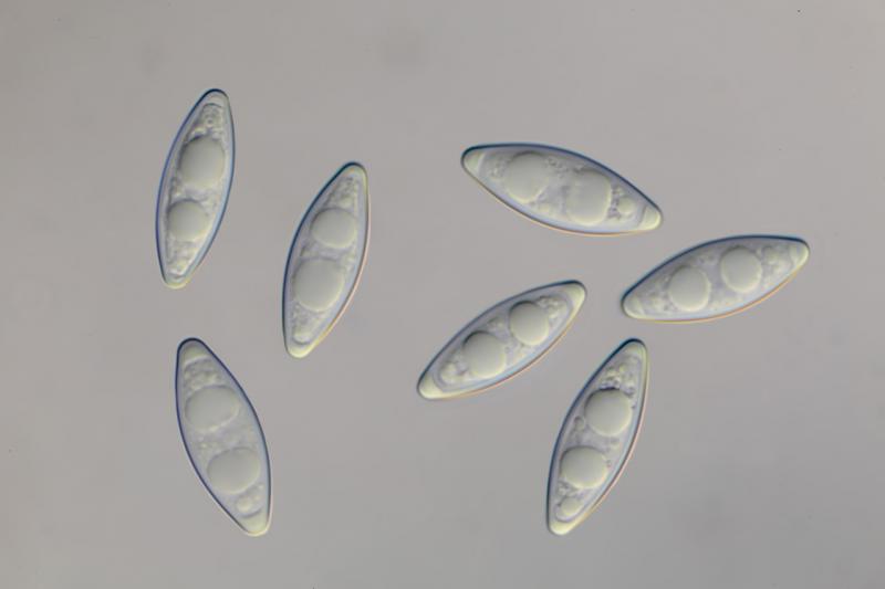 macrostoma