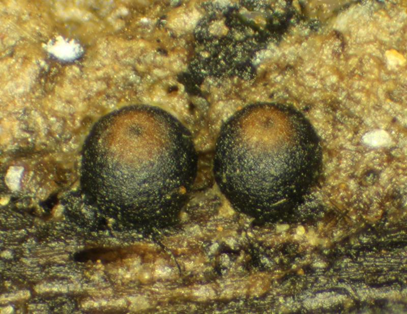 macrostoma