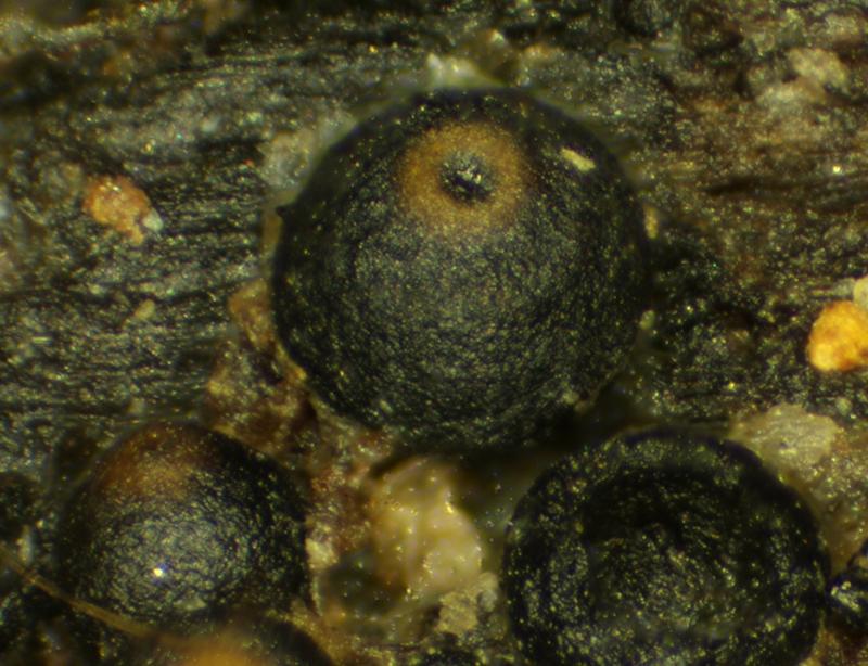 macrostoma