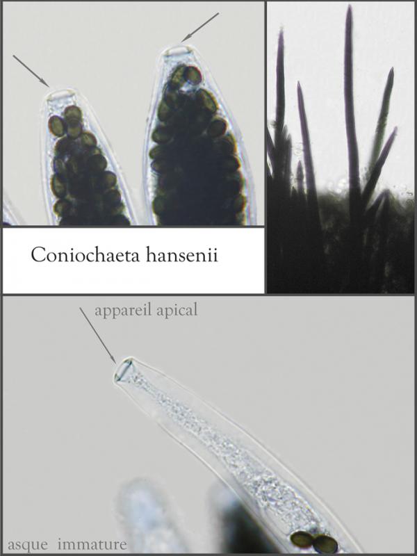macrostoma