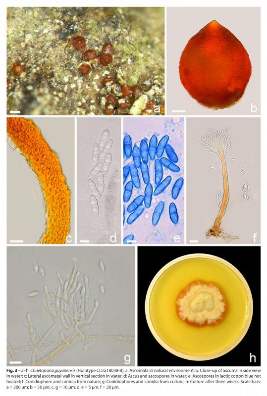 macrostoma