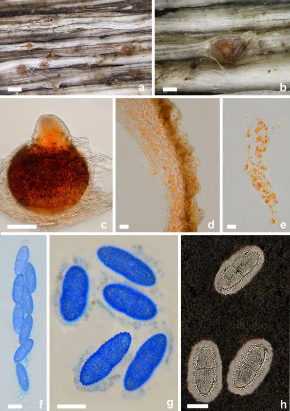 macrostoma