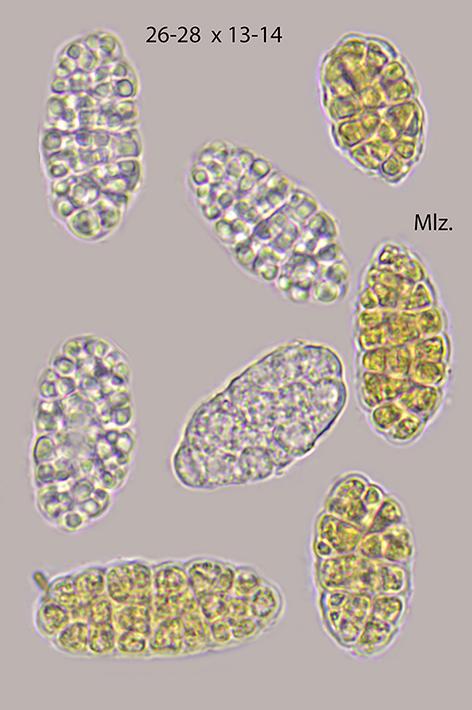 macrostoma