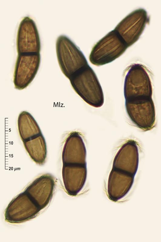 macrostoma