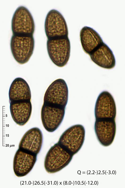 macrostoma