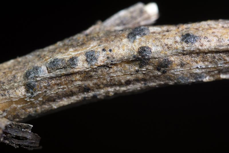 macrostoma