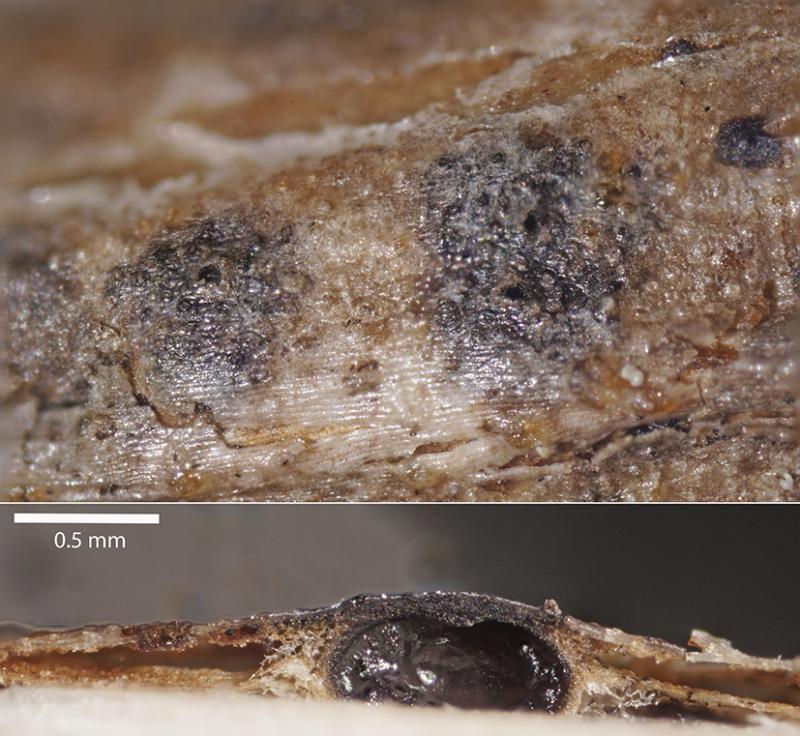 macrostoma