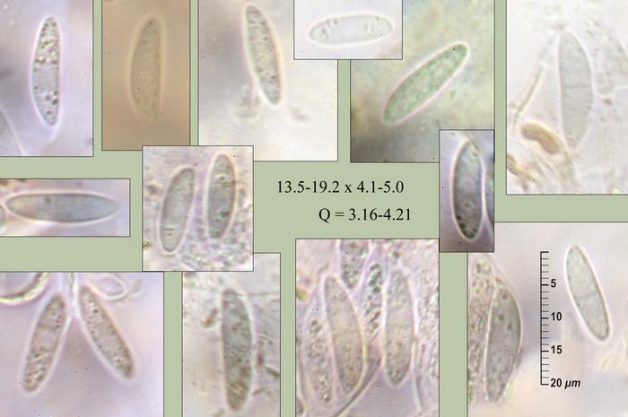 macrostoma