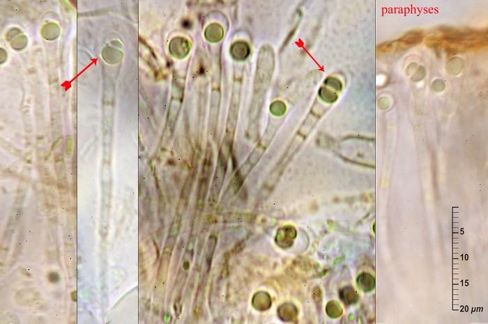 macrostoma