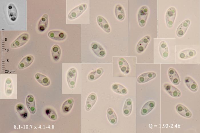 macrostoma