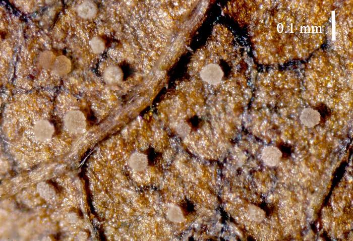 macrostoma
