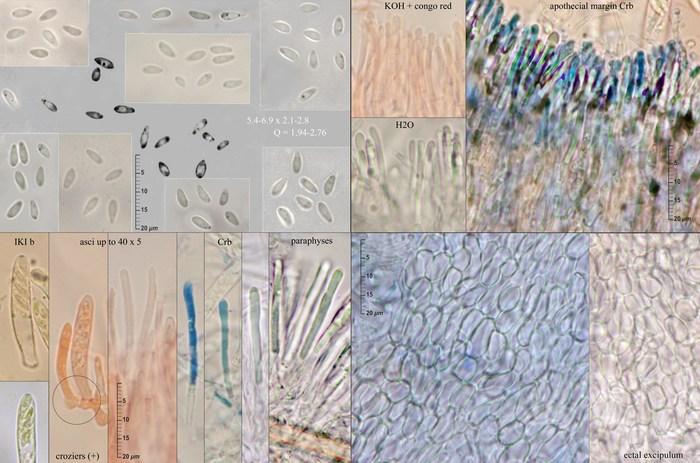 macrostoma