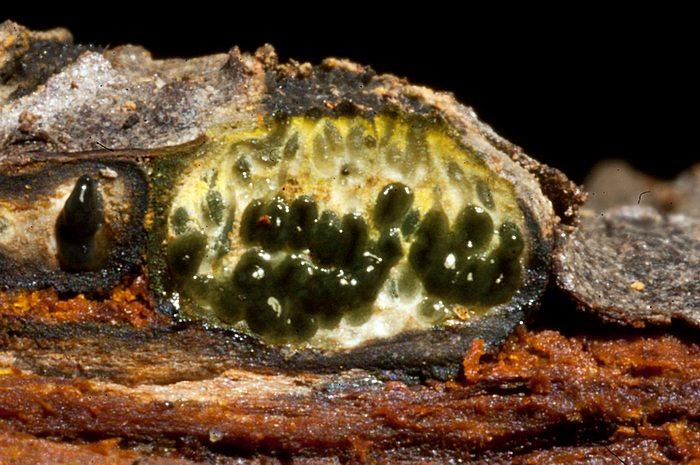 macrostoma
