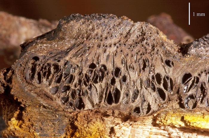 macrostoma