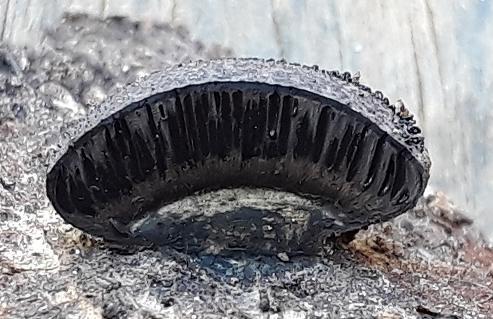 macrostoma