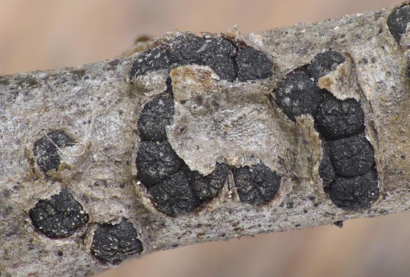 macrostoma