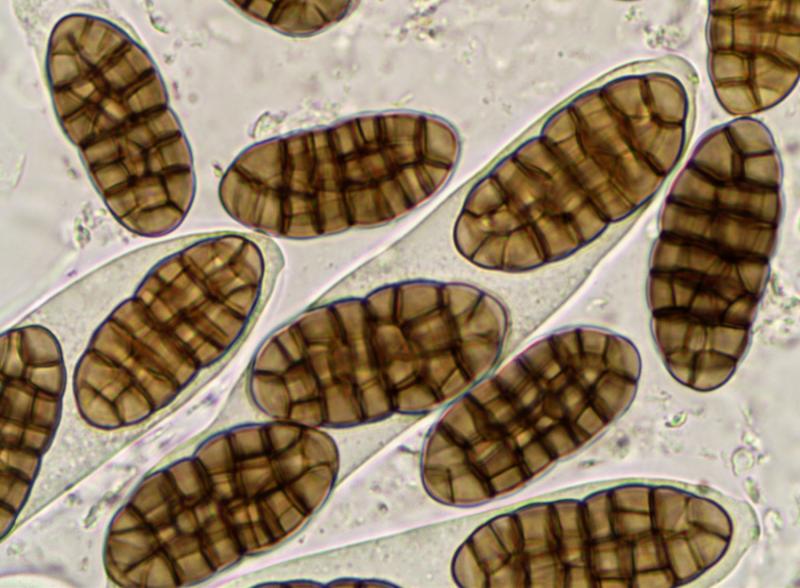 macrostoma
