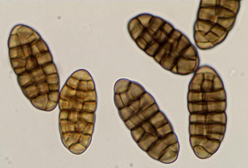 macrostoma