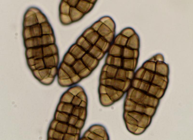 macrostoma