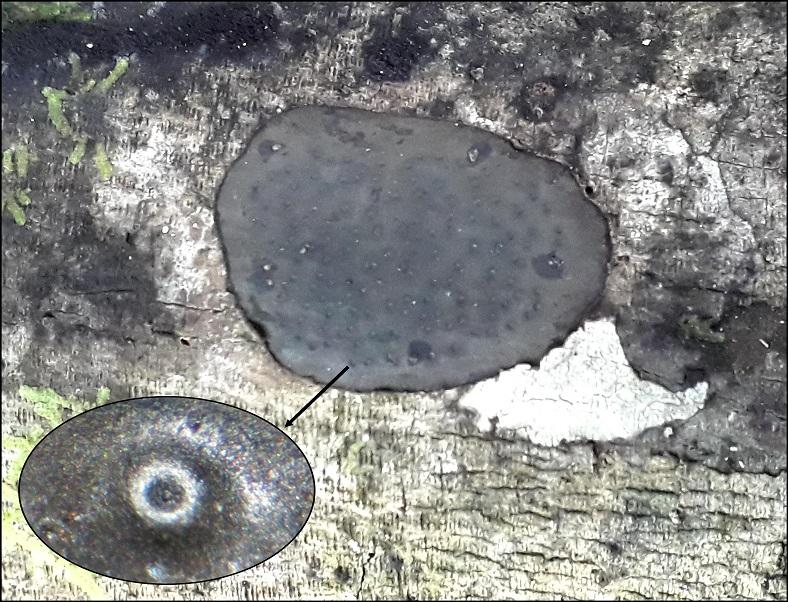 macrostoma