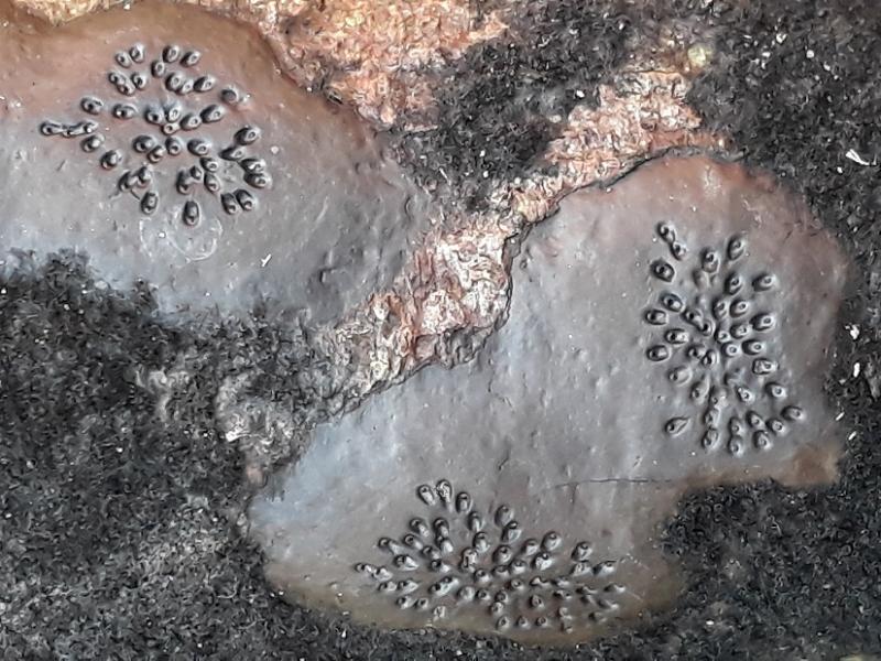 macrostoma