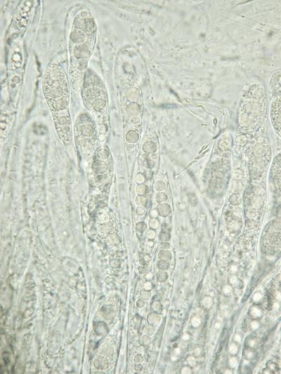 macrostoma