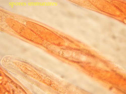 macrostoma
