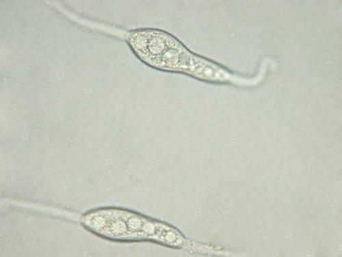 macrostoma