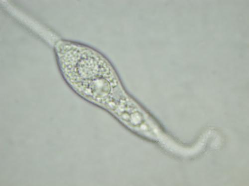 macrostoma