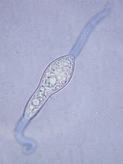 macrostoma