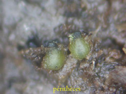 macrostoma