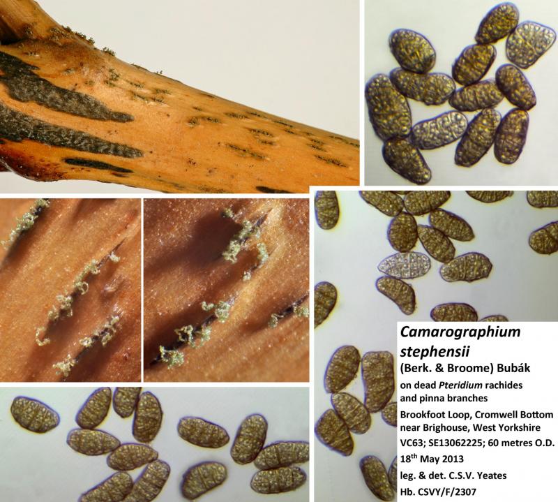 macrostoma
