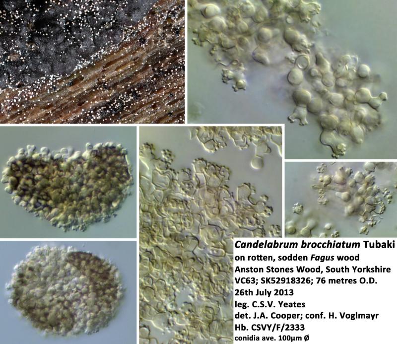 macrostoma