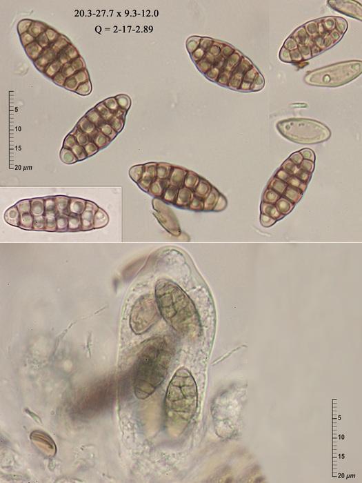 macrostoma