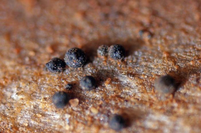 macrostoma