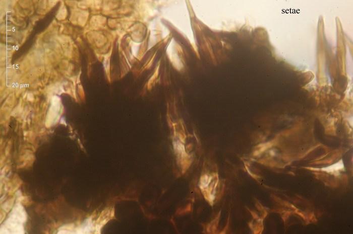 macrostoma