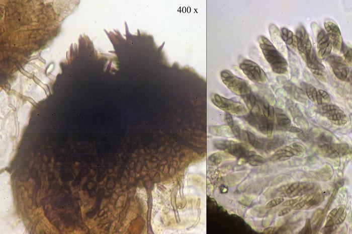 macrostoma