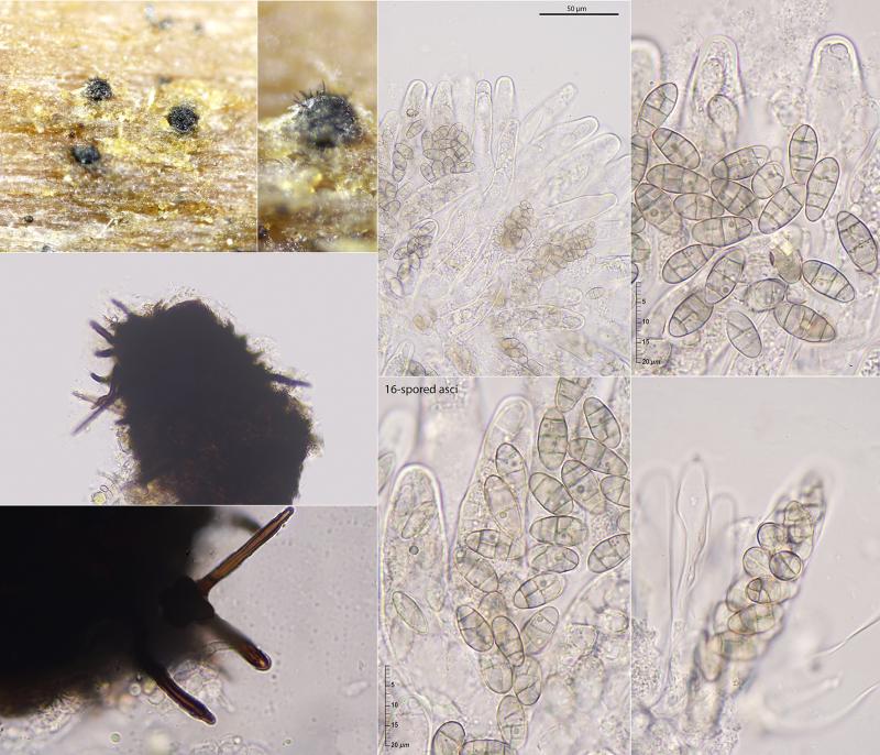 macrostoma