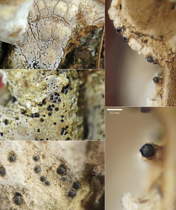 macrostoma
