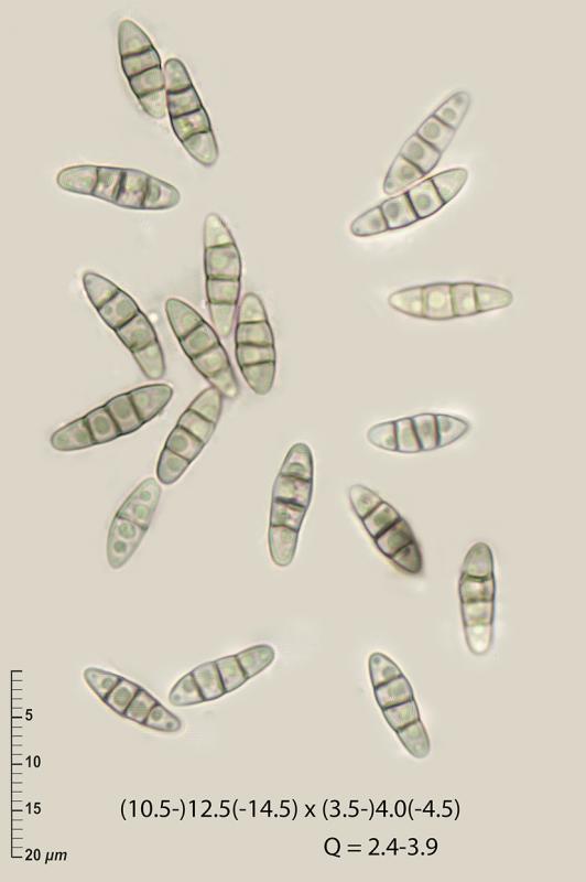 macrostoma