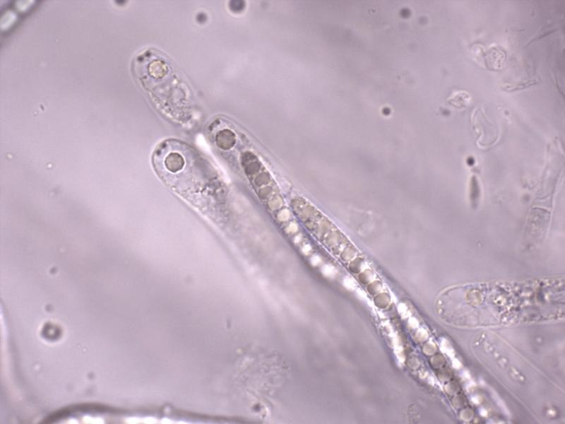 macrostoma