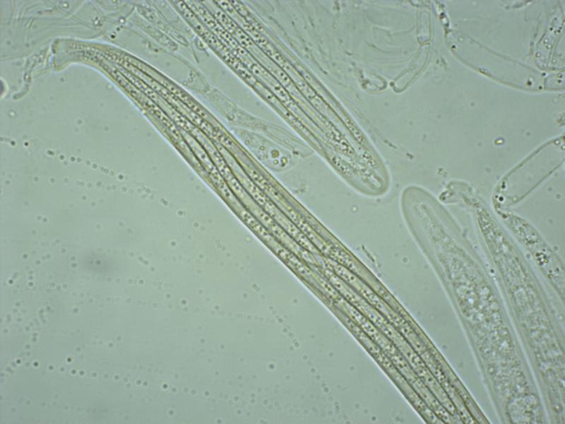 macrostoma
