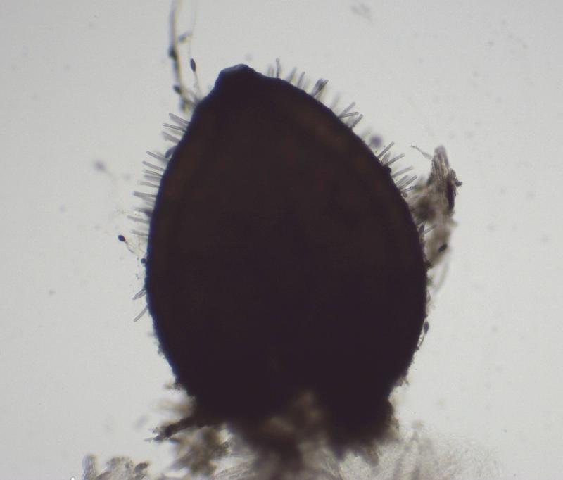 macrostoma