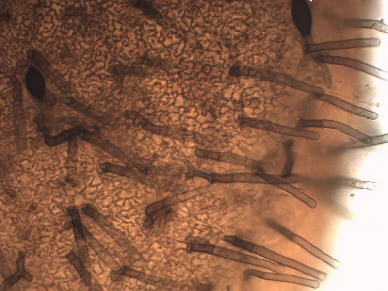 macrostoma