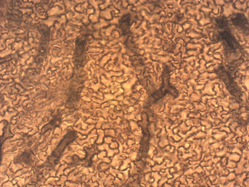 macrostoma
