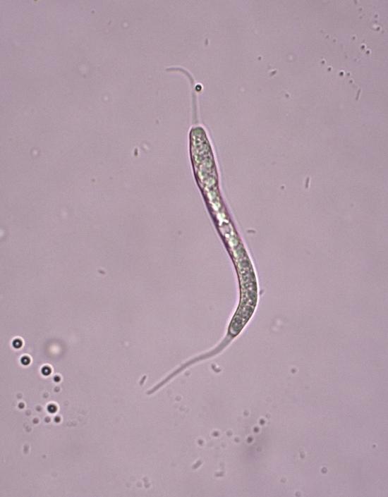 macrostoma