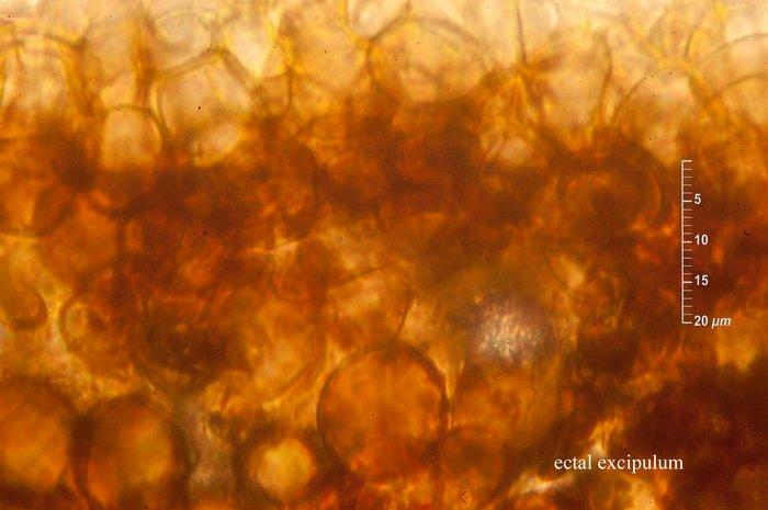 macrostoma